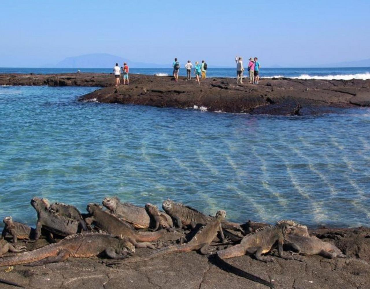 Birding Galapagos, Bird watching Galapagos, Galápagos Islands, South American Birds, Naturalist Journeys, Wildlife Tour, Wildlife Photography, Ecotourism, Specialty Birds, Endemic Birds, Birding Hotspot, Cruise