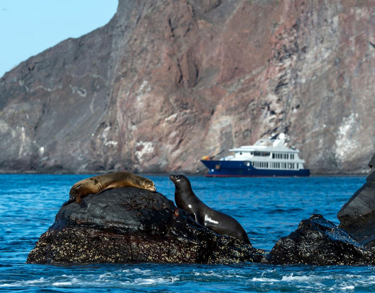 Birding Galapagos, Bird watching Galapagos, Galápagos Islands, South American Birds, Naturalist Journeys, Wildlife Tour, Wildlife Photography, Ecotourism, Specialty Birds, Endemic Birds, Birding Hotspot, Cruise