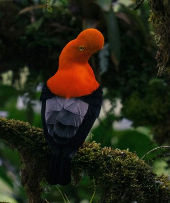 Birding Ecuador, Bird watching Ecuador, Ecuador, South American Birds, Naturalist Journeys, Wildlife Tour, Wildlife Photography, Ecotourism, Specialty Birds, Endemic Birds, Birding Hotspot