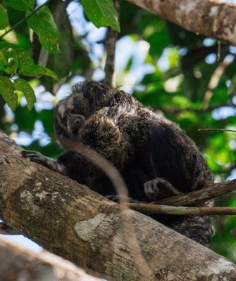 Birding Ecuador, Bird watching Ecuador, Ecuador, South American Birds, Naturalist Journeys, Wildlife Tour, Wildlife Photography, Ecotourism, Specialty Birds, Endemic Birds, Birding Hotspot