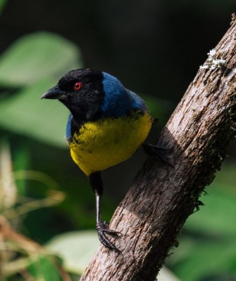 Birding Ecuador, Bird watching Ecuador, Ecuador, South American Birds, Naturalist Journeys, Wildlife Tour, Wildlife Photography, Ecotourism, Specialty Birds, Endemic Birds, Birding Hotspot