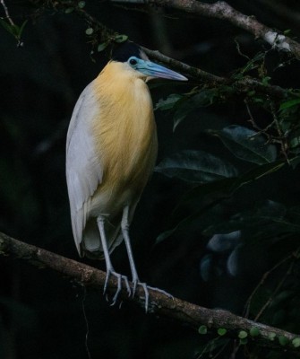 Birding Ecuador, Bird watching Ecuador, Ecuador, South American Birds, Naturalist Journeys, Wildlife Tour, Wildlife Photography, Ecotourism, Specialty Birds, Endemic Birds, Birding Hotspot