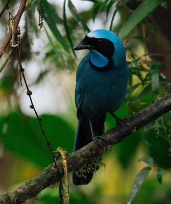 Birding Ecuador, Bird watching Ecuador, Ecuador, South American Birds, Naturalist Journeys, Wildlife Tour, Wildlife Photography, Ecotourism, Specialty Birds, Endemic Birds, Birding Hotspot