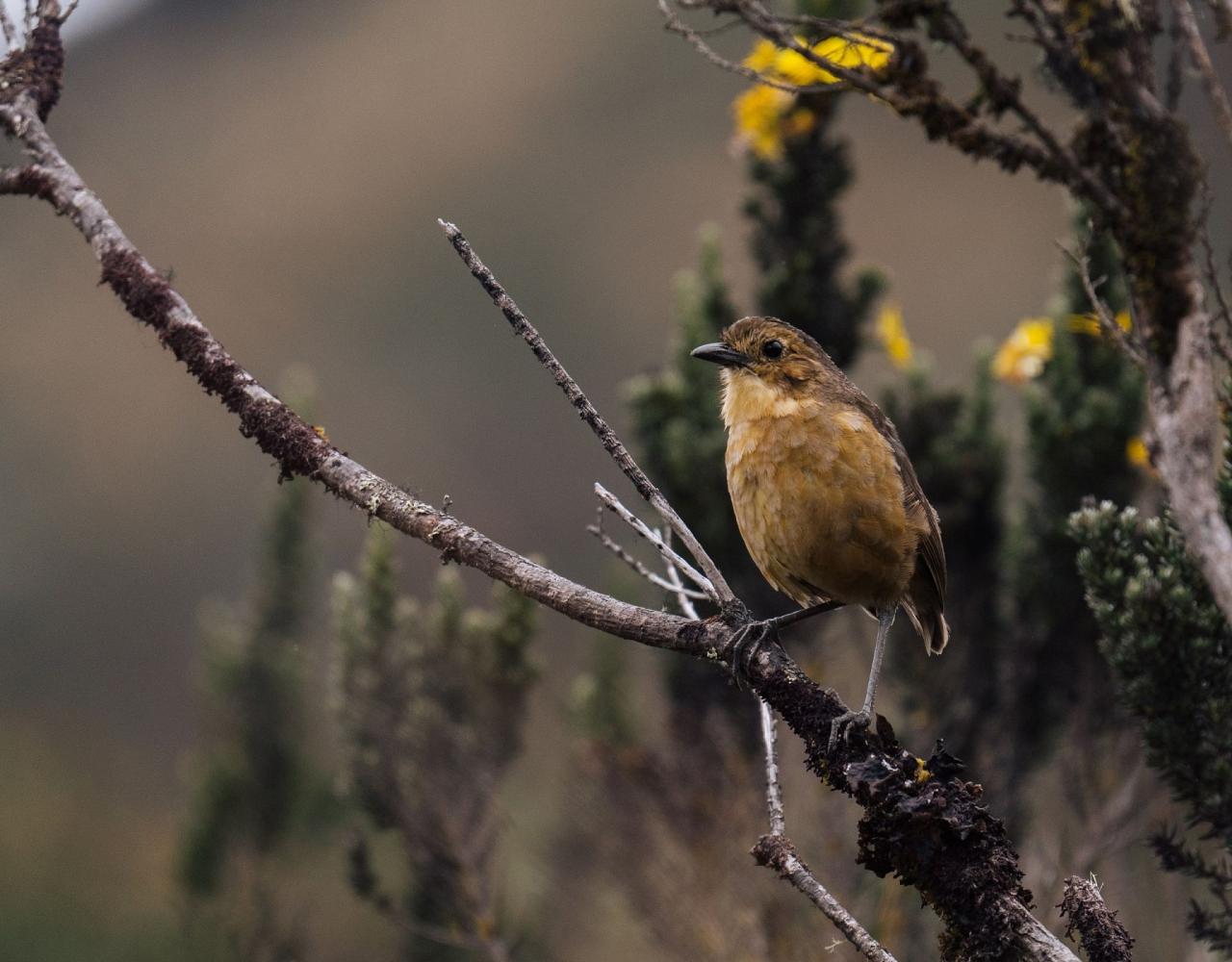 Birding Ecuador, Bird watching Ecuador, Ecuador, South American Birds, Naturalist Journeys, Wildlife Tour, Wildlife Photography, Ecotourism, Specialty Birds, Endemic Birds, Birding Hotspot