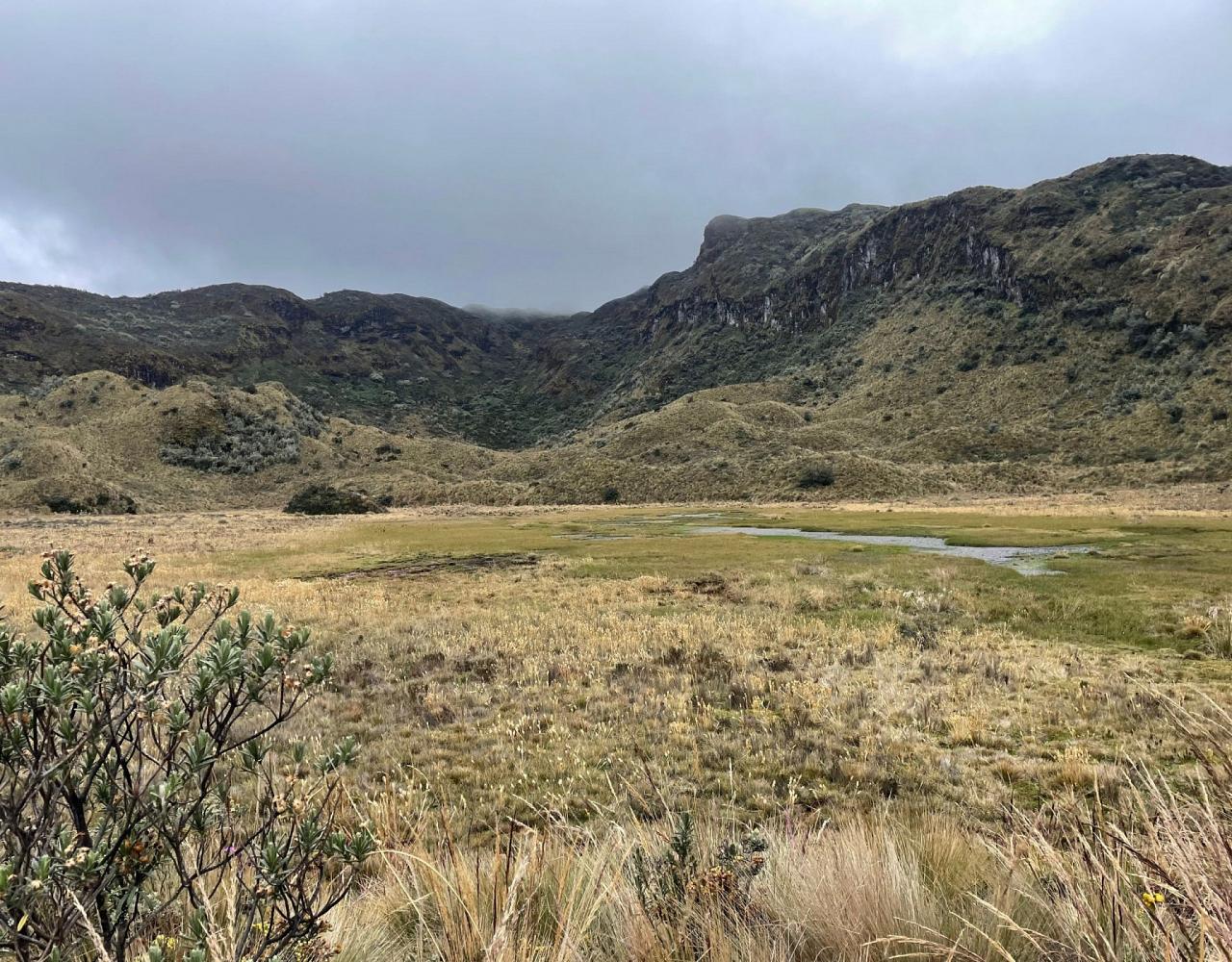 Birding Ecuador, Bird watching Ecuador, Ecuador, South American Birds, Naturalist Journeys, Wildlife Tour, Wildlife Photography, Ecotourism, Specialty Birds, Endemic Birds, Birding Hotspot