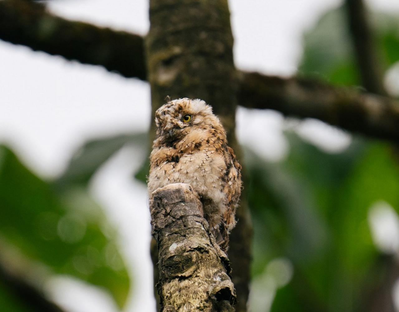 Birding Ecuador, Bird watching Ecuador, Ecuador, South American Birds, Naturalist Journeys, Wildlife Tour, Wildlife Photography, Ecotourism, Specialty Birds, Endemic Birds, Birding Hotspot