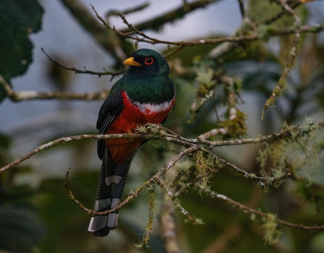 Birding Ecuador, Bird watching Ecuador, Ecuador, South American Birds, Naturalist Journeys, Wildlife Tour, Wildlife Photography, Ecotourism, Specialty Birds, Endemic Birds, Birding Hotspot