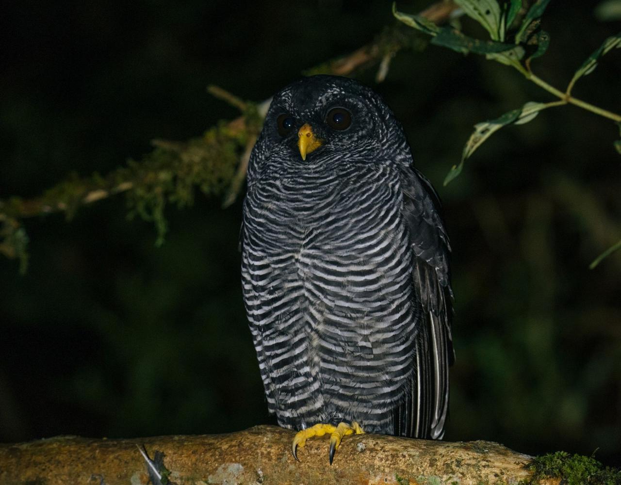 Birding Ecuador, Bird watching Ecuador, Ecuador, South American Birds, Naturalist Journeys, Wildlife Tour, Wildlife Photography, Ecotourism, Specialty Birds, Endemic Birds, Birding Hotspot