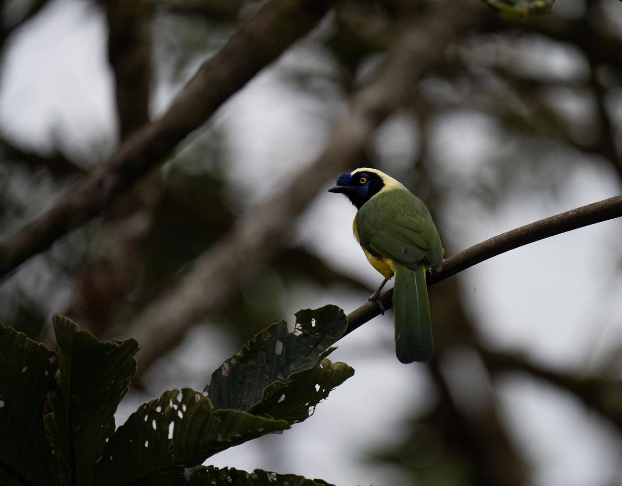 Birding Ecuador, Bird watching Ecuador, Ecuador, South American Birds, Naturalist Journeys, Wildlife Tour, Wildlife Photography, Ecotourism, Specialty Birds, Endemic Birds, Birding Hotspot