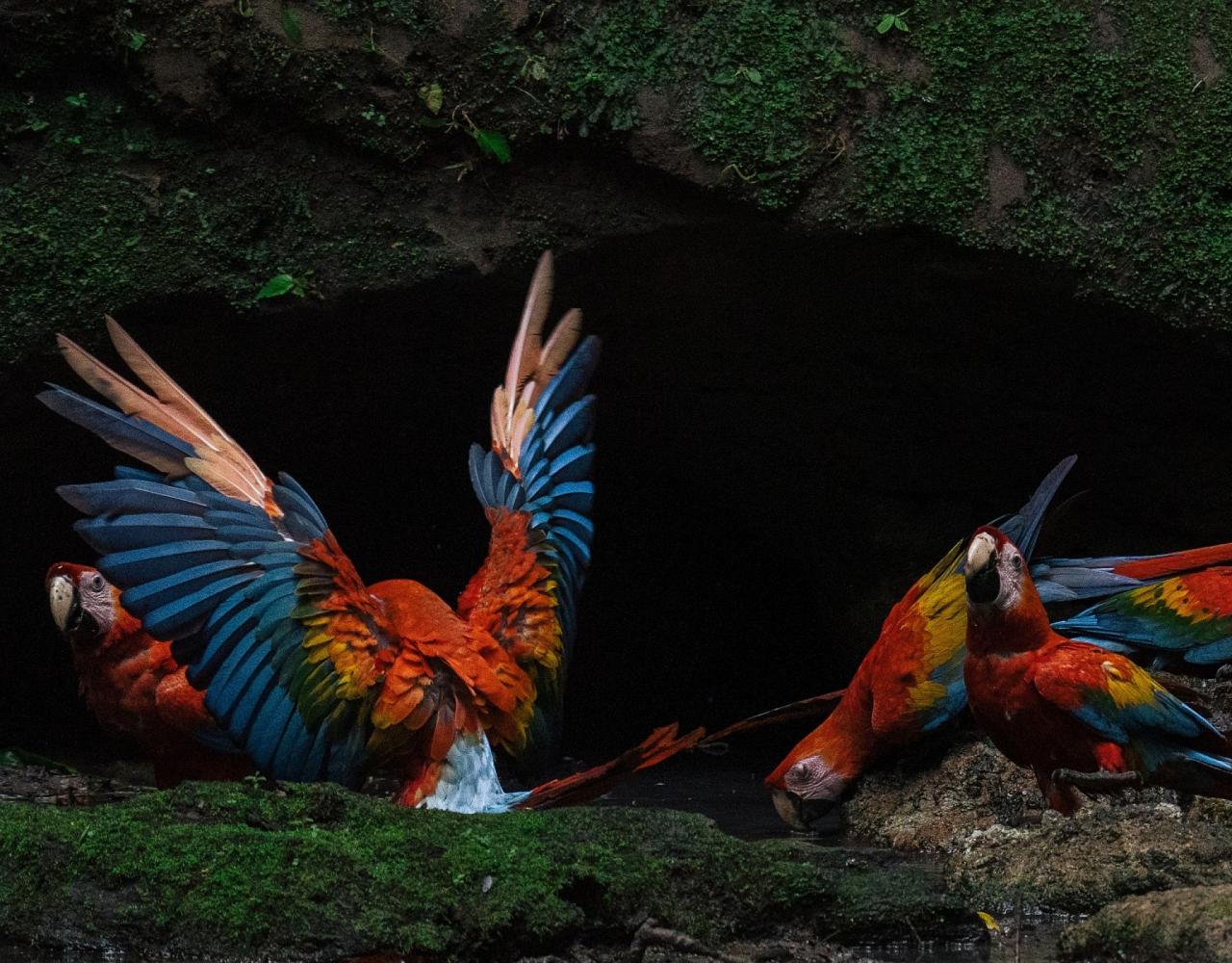 Birding Ecuador, Bird watching Ecuador, Ecuador, South American Birds, Naturalist Journeys, Wildlife Tour, Wildlife Photography, Ecotourism, Specialty Birds, Endemic Birds, Birding Hotspot