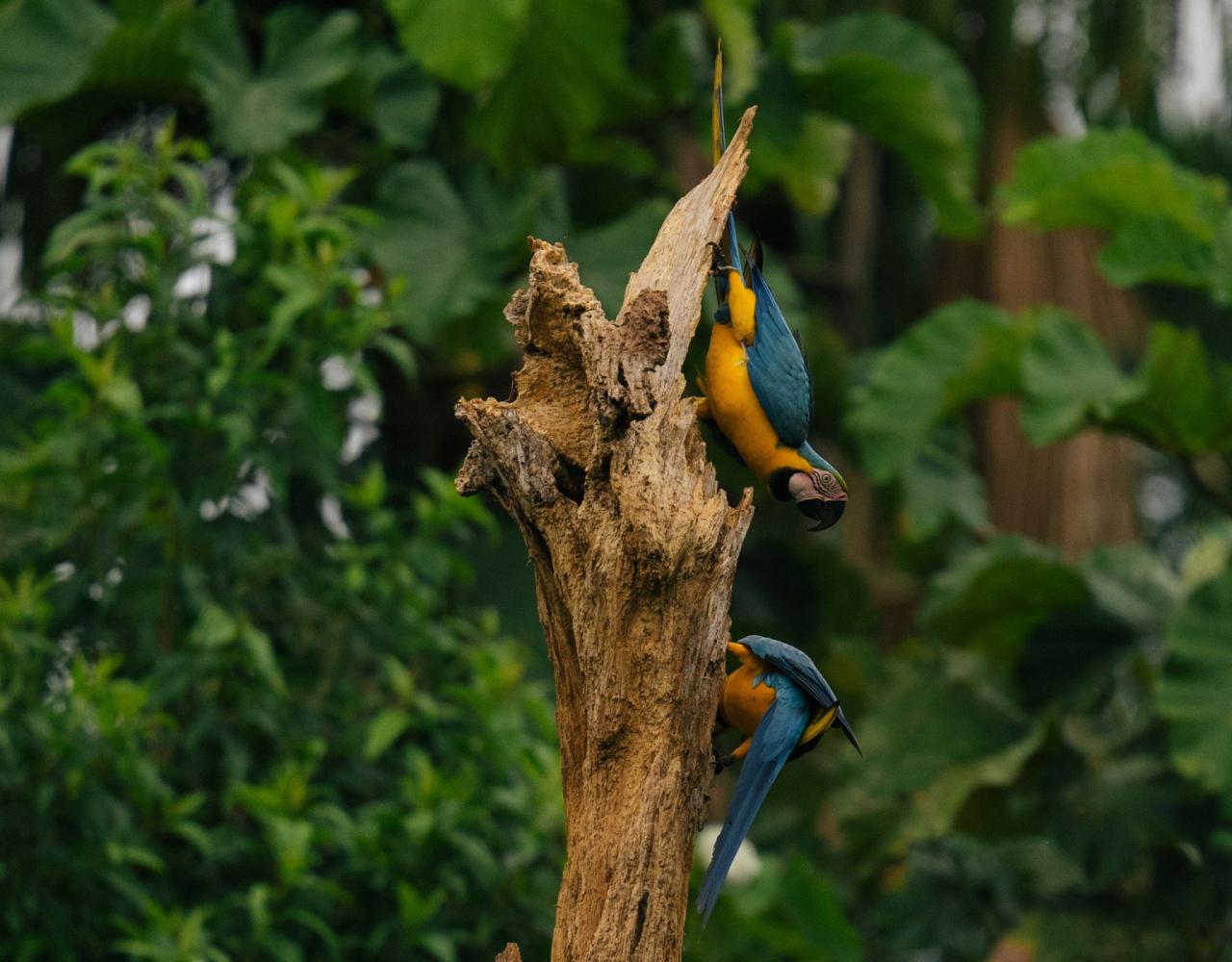 Birding Ecuador, Bird watching Ecuador, Ecuador, South American Birds, Naturalist Journeys, Wildlife Tour, Wildlife Photography, Ecotourism, Specialty Birds, Endemic Birds, Birding Hotspot