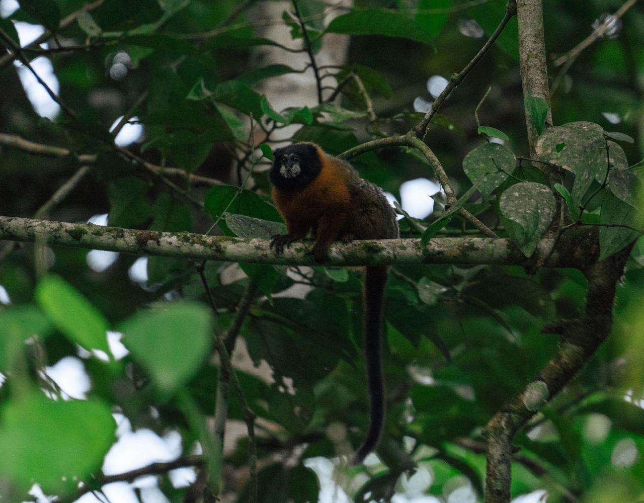 Birding Ecuador, Bird watching Ecuador, Ecuador, South American Birds, Naturalist Journeys, Wildlife Tour, Wildlife Photography, Ecotourism, Specialty Birds, Endemic Birds, Birding Hotspot