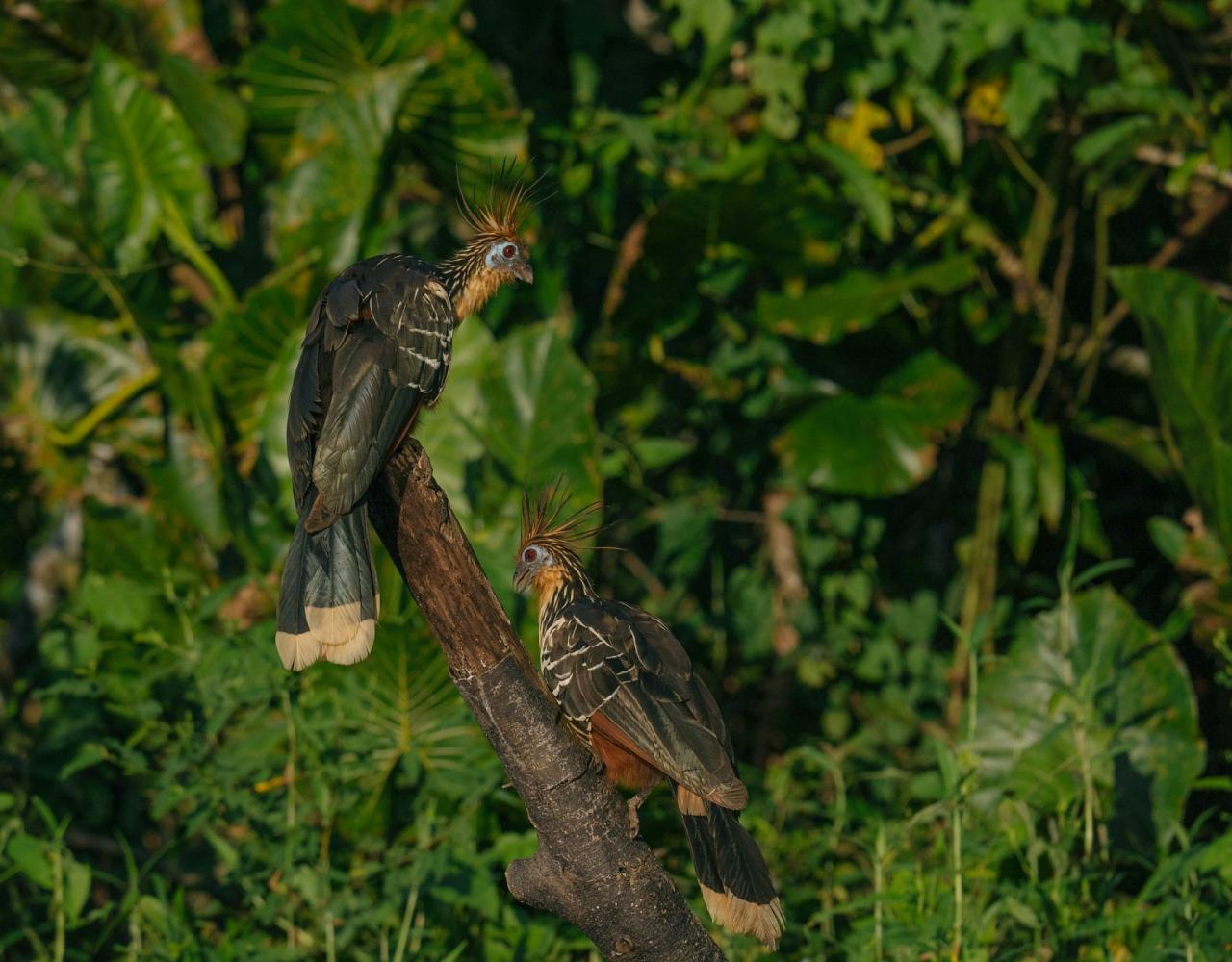 Birding Ecuador, Bird watching Ecuador, Ecuador, South American Birds, Naturalist Journeys, Wildlife Tour, Wildlife Photography, Ecotourism, Specialty Birds, Endemic Birds, Birding Hotspot