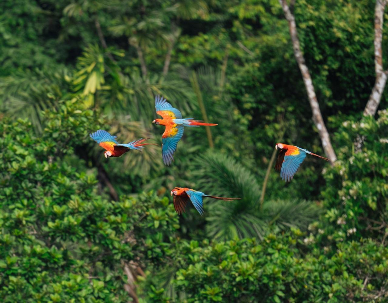 Birding Ecuador, Bird watching Ecuador, Ecuador, South American Birds, Naturalist Journeys, Wildlife Tour, Wildlife Photography, Ecotourism, Specialty Birds, Endemic Birds, Birding Hotspot