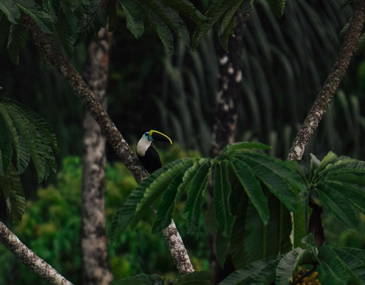 Birding Ecuador, Bird watching Ecuador, Ecuador, South American Birds, Naturalist Journeys, Wildlife Tour, Wildlife Photography, Ecotourism, Specialty Birds, Endemic Birds, Birding Hotspot