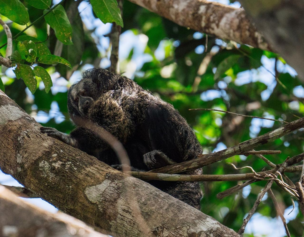 Birding Ecuador, Bird watching Ecuador, Ecuador, South American Birds, Naturalist Journeys, Wildlife Tour, Wildlife Photography, Ecotourism, Specialty Birds, Endemic Birds, Birding Hotspot