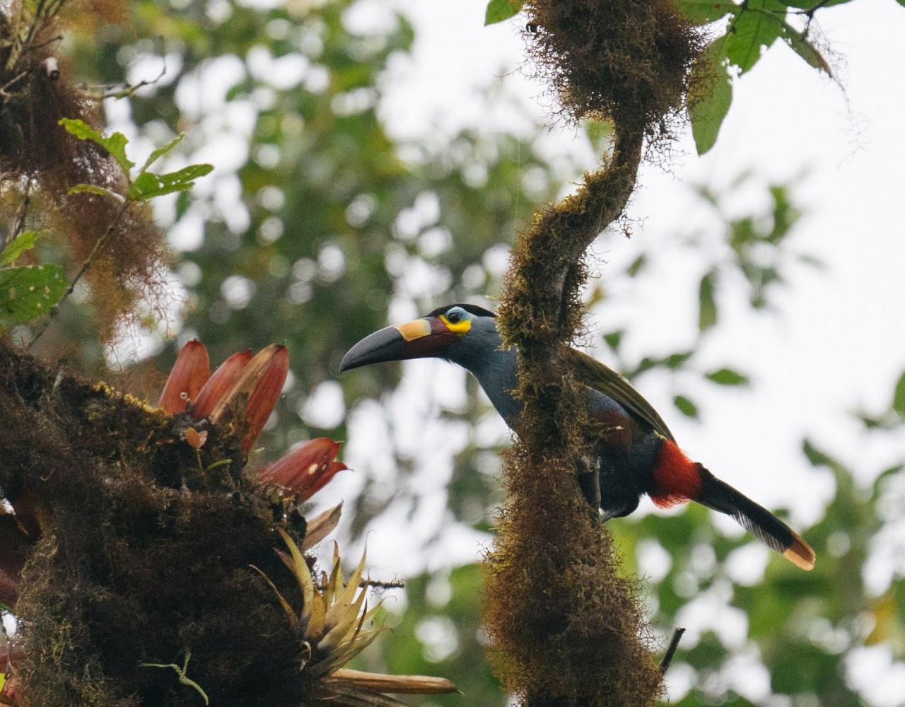 Birding Ecuador, Bird watching Ecuador, Ecuador, South American Birds, Naturalist Journeys, Wildlife Tour, Wildlife Photography, Ecotourism, Specialty Birds, Endemic Birds, Birding Hotspot