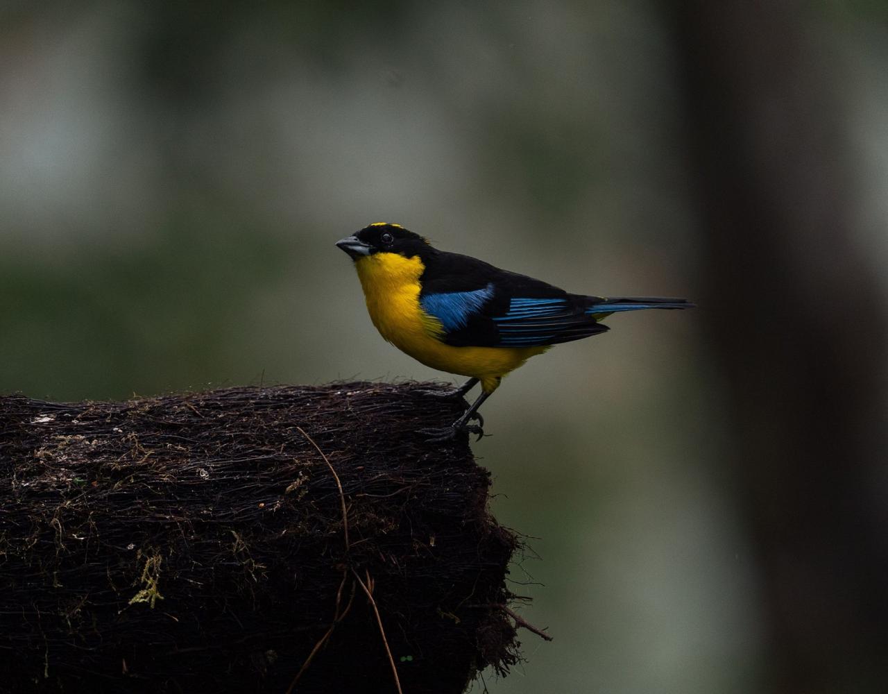 Birding Ecuador, Bird watching Ecuador, Ecuador, South American Birds, Naturalist Journeys, Wildlife Tour, Wildlife Photography, Ecotourism, Specialty Birds, Endemic Birds, Birding Hotspot