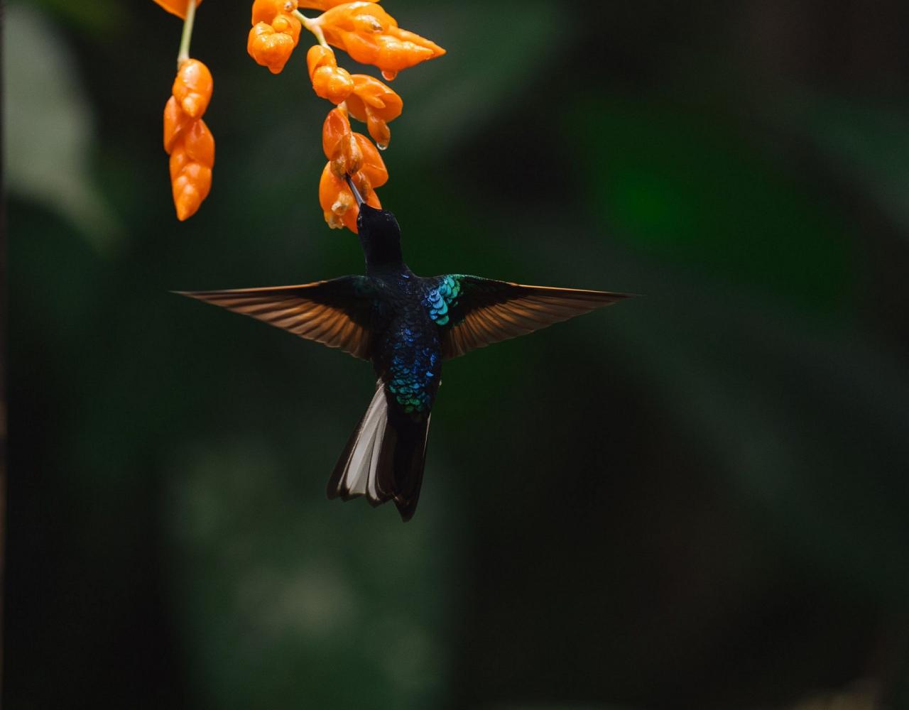 Birding Ecuador, Bird watching Ecuador, Ecuador, South American Birds, Naturalist Journeys, Wildlife Tour, Wildlife Photography, Ecotourism, Specialty Birds, Endemic Birds, Birding Hotspot