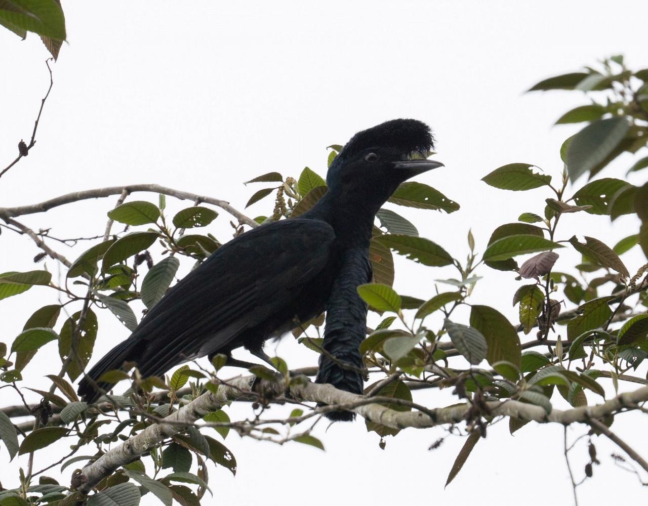 Birding Ecuador, Bird watching Ecuador, Ecuador, South American Birds, Naturalist Journeys, Wildlife Tour, Wildlife Photography, Ecotourism, Specialty Birds, Endemic Birds, Birding Hotspot