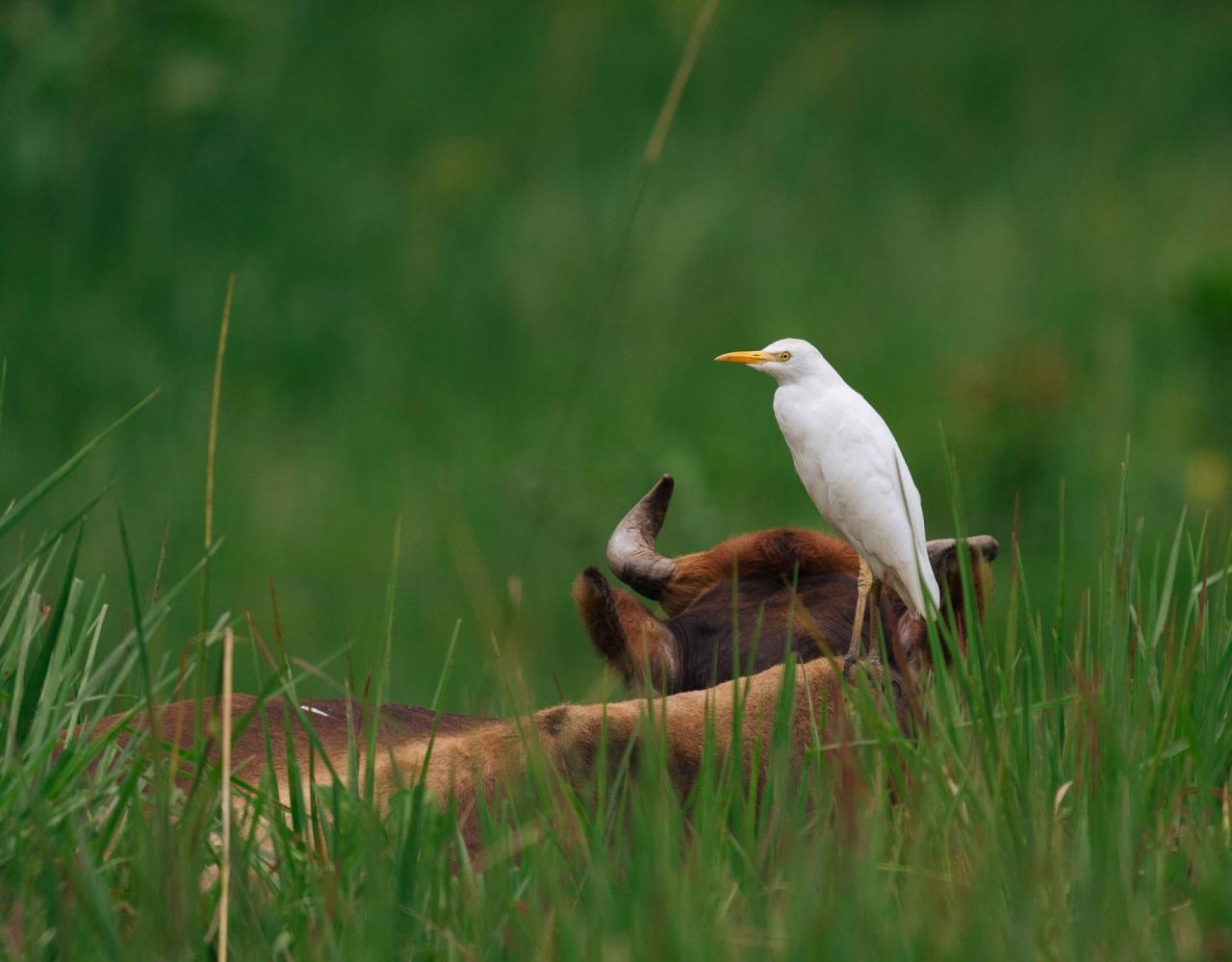 Birding Ecuador, Bird watching Ecuador, Ecuador, South American Birds, Naturalist Journeys, Wildlife Tour, Wildlife Photography, Ecotourism, Specialty Birds, Endemic Birds, Birding Hotspot