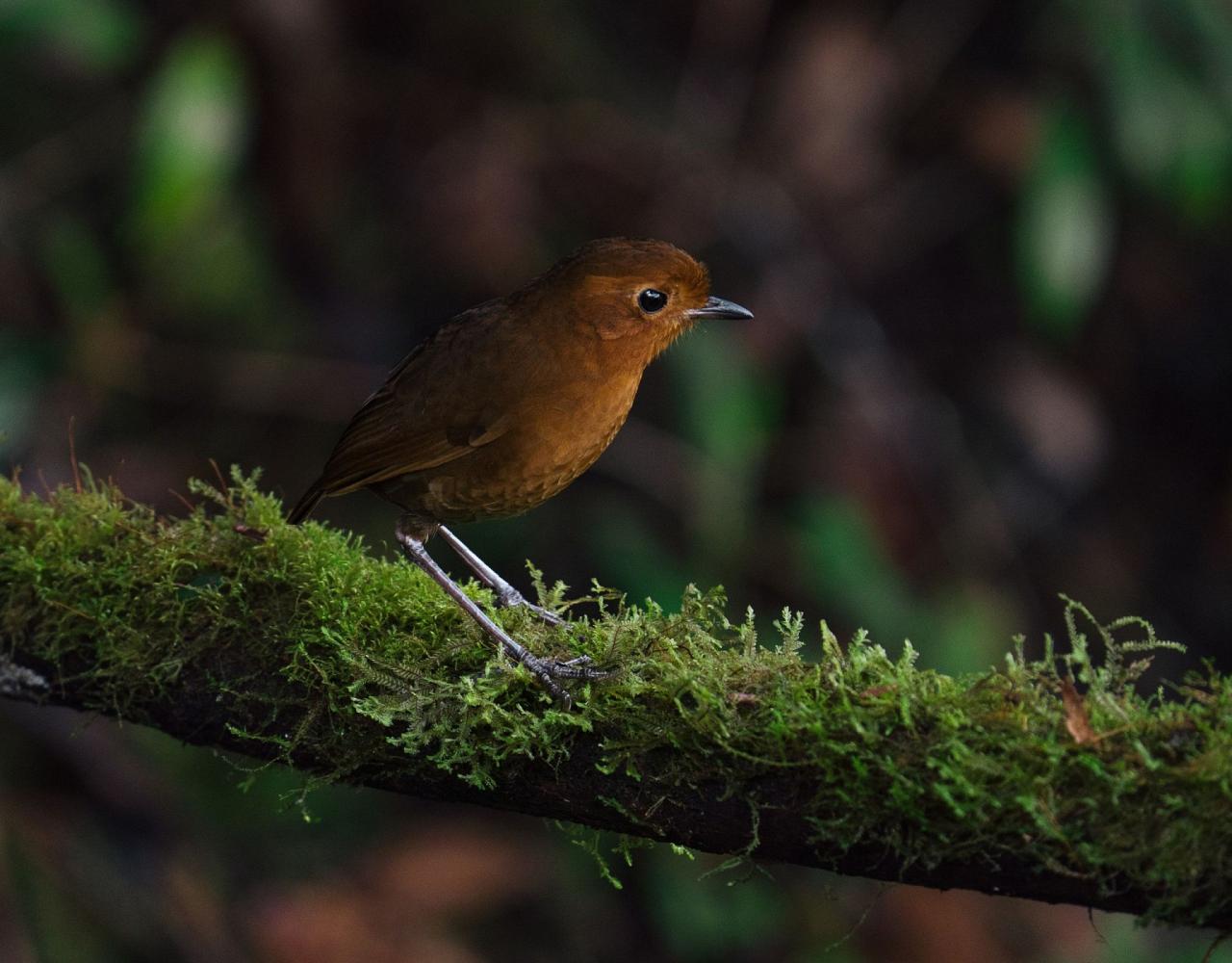 Birding Ecuador, Bird watching Ecuador, Ecuador, South American Birds, Naturalist Journeys, Wildlife Tour, Wildlife Photography, Ecotourism, Specialty Birds, Endemic Birds, Birding Hotspot