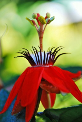 Passion Flower, Costa Rica, Costa Rica Nature Tour, Costa Rica Birding Tour, Winter Costa Rica Tour, Naturalist Journeys