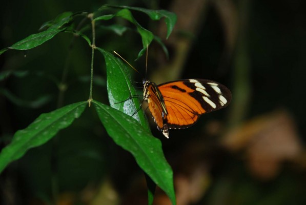 Long-winged Butterfly, Costa Rica, Costa Rica Nature Tour, Costa Rica Birding Tour, Winter Costa Rica Tour, Naturalist Journeys