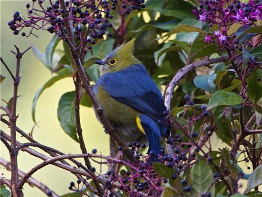 Long-tailed Silky-Flycatcher, Costa Rica, Costa Rica Nature Tour, Costa Rica Birding Tour, Winter Costa Rica Tour, Naturalist Journeys