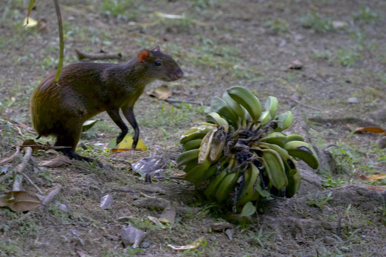 Agouti, Costa Rica, Costa Rica Birding Tour, Costa Rica Nature Tour, Winter Costa Rica Tour, Naturalist Journeys