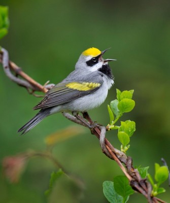 Golden Warbler, Birding Lesser Antilles, Bird watching, St. Lucia, Dominica, St. Vincent, Naturalist Journeys, Wildlife Tour, Wildlife Photography, Ecotourism, Specialty Birds, Endemic Birds, Birding Hotspot