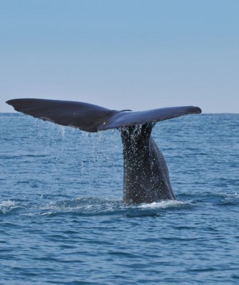 Sperm Whale, Birding Lesser Antilles, Bird watching, St. Lucia, Dominica, St. Vincent, Naturalist Journeys, Wildlife Tour, Wildlife Photography, Ecotourism, Specialty Birds, Endemic Birds, Birding Hotspot