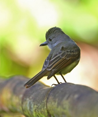 Lesser Antillean Flycatcher, Birding Lesser Antilles, Bird watching, St. Lucia, Dominica, St. Vincent, Naturalist Journeys, Wildlife Tour, Wildlife Photography, Ecotourism, Specialty Birds, Endemic Birds, Birding Hotspot