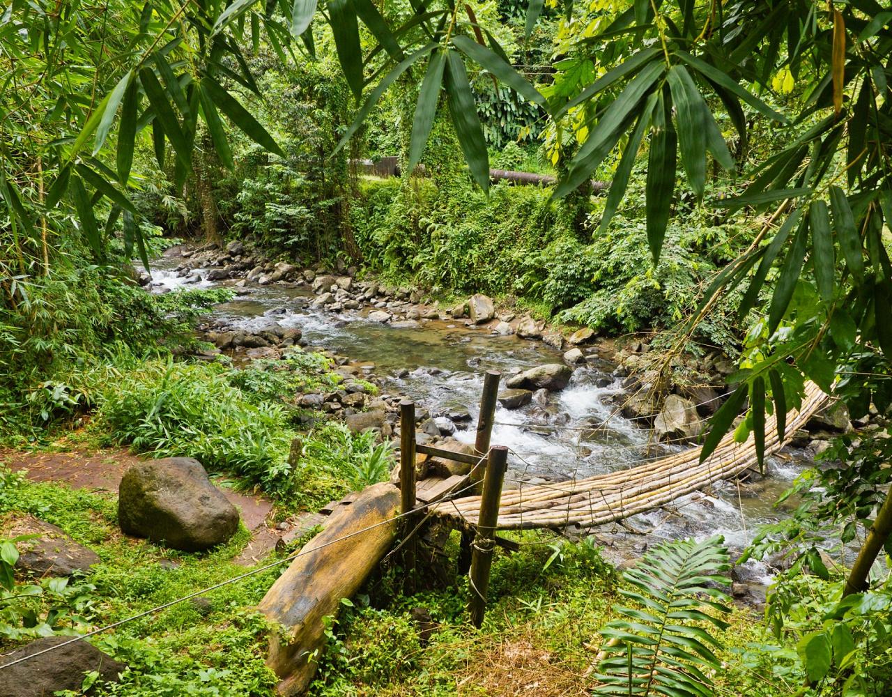 Birding Lesser Antilles, Bird watching, St. Lucia, Dominica, St. Vincent, Naturalist Journeys, Wildlife Tour, Wildlife Photography, Ecotourism, Specialty Birds, Endemic Birds, Birding Hotspot