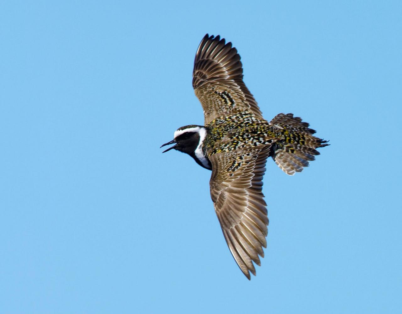 Birding Lesser Antilles, Bird watching, St. Lucia, Dominica, St. Vincent, Naturalist Journeys, Wildlife Tour, Wildlife Photography, Ecotourism, Specialty Birds, Endemic Birds, Birding Hotspot