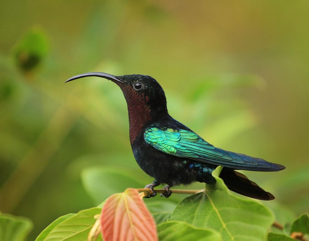 Birding Lesser Antilles, Bird watching, St. Lucia, Dominica, St. Vincent, Naturalist Journeys, Wildlife Tour, Wildlife Photography, Ecotourism, Specialty Birds, Endemic Birds, Birding Hotspot