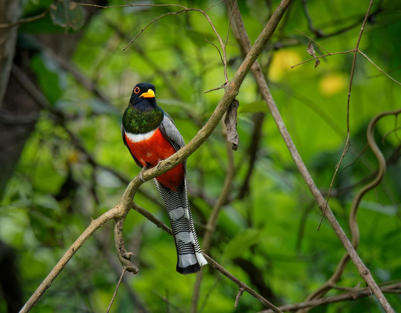 Birding Mexico, Birding North America, Bird watching Mexico, Alamos, Nature Tour, Naturalist Journeys, Wildlife Tour, Wildlife Photography, Ecotourism, Specialty Birds, Birding Hotspot, Sea of Cortez