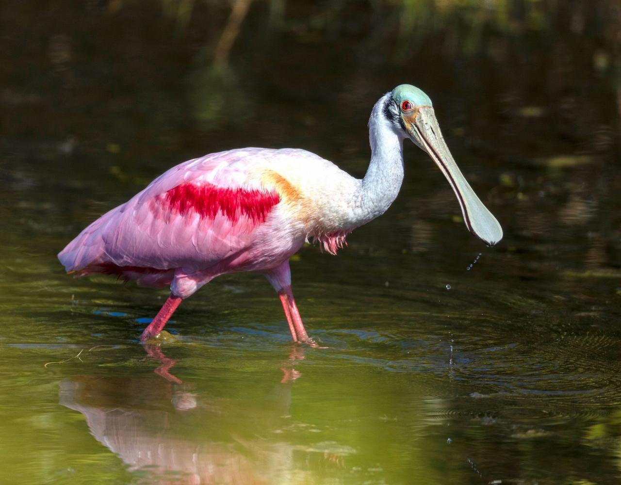 Birding Mexico, Birding North America, Bird watching Mexico, Alamos, Nature Tour, Naturalist Journeys, Wildlife Tour, Wildlife Photography, Ecotourism, Specialty Birds, Birding Hotspot, Sea of Cortez