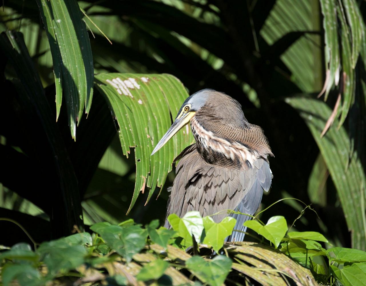 Birding Mexico, Birding North America, Bird watching Mexico, Alamos, Nature Tour, Naturalist Journeys, Wildlife Tour, Wildlife Photography, Ecotourism, Specialty Birds, Birding Hotspot, Sea of Cortez