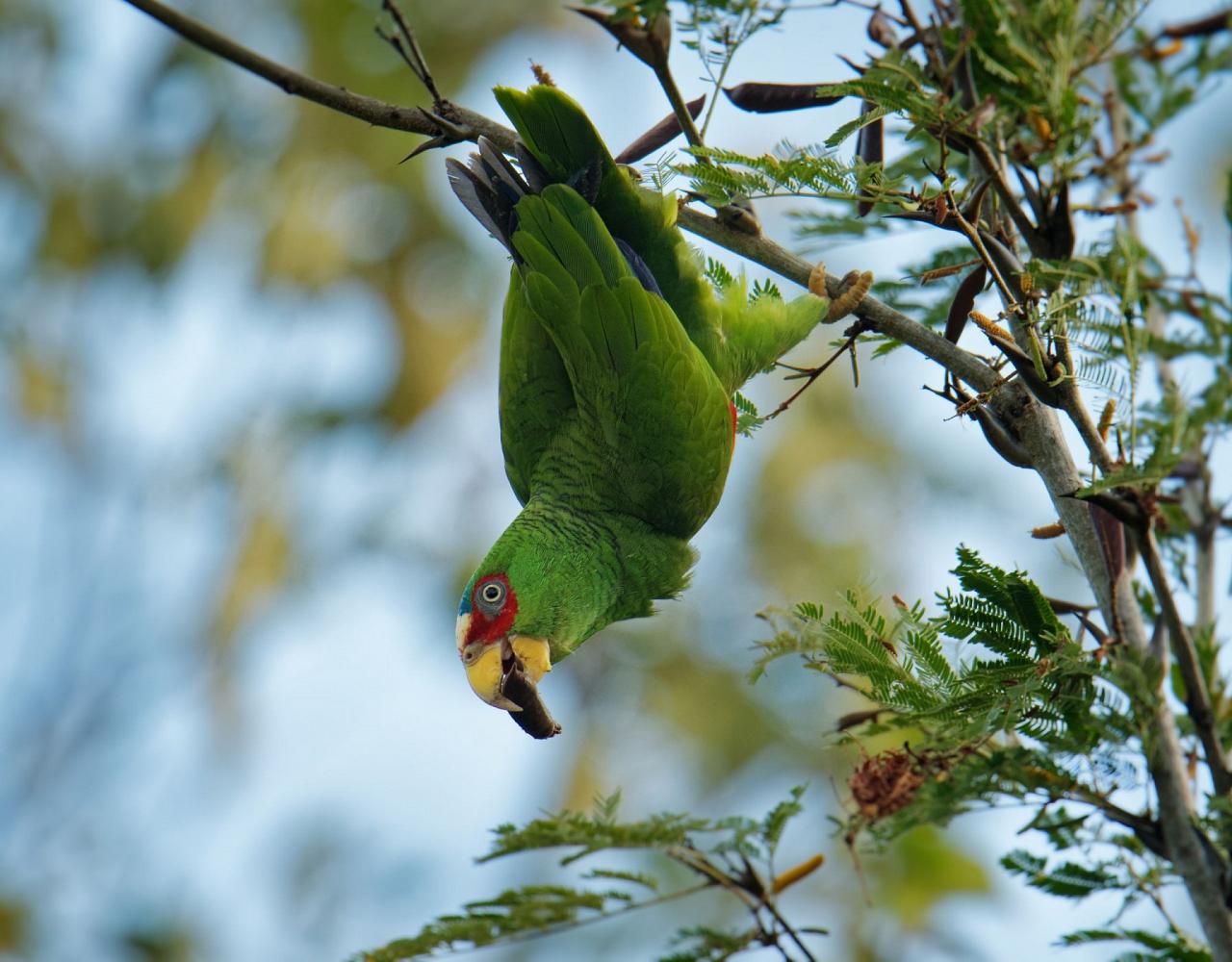 Birding Mexico, Birding North America, Bird watching Mexico, Alamos, Nature Tour, Naturalist Journeys, Wildlife Tour, Wildlife Photography, Ecotourism, Specialty Birds, Birding Hotspot, Sea of Cortez