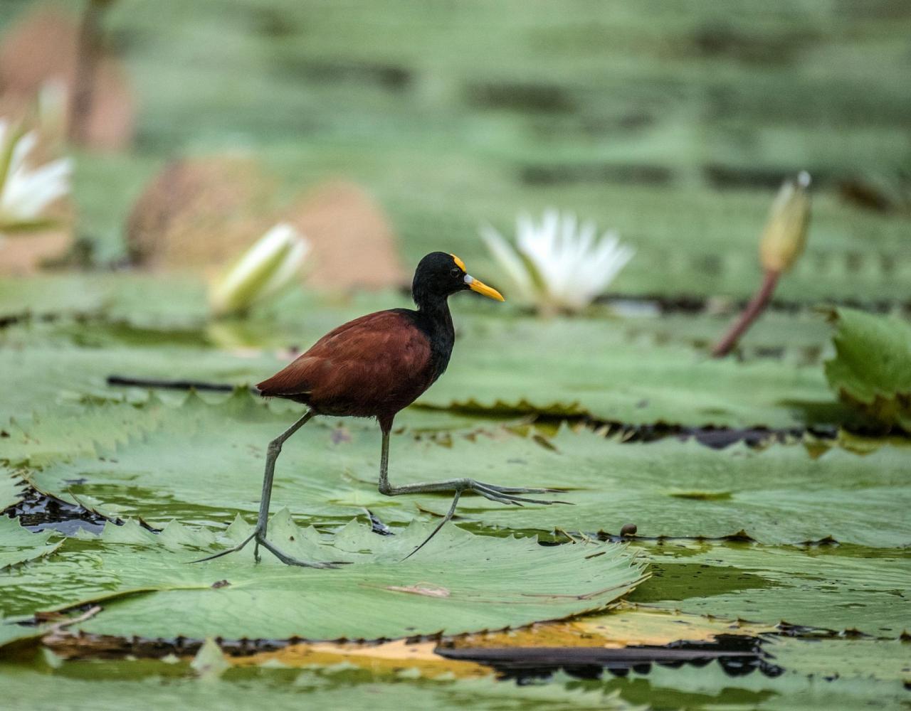 Birding Mexico, Birding North America, Bird watching Mexico, Alamos, Nature Tour, Naturalist Journeys, Wildlife Tour, Wildlife Photography, Ecotourism, Specialty Birds, Birding Hotspot, Sea of Cortez