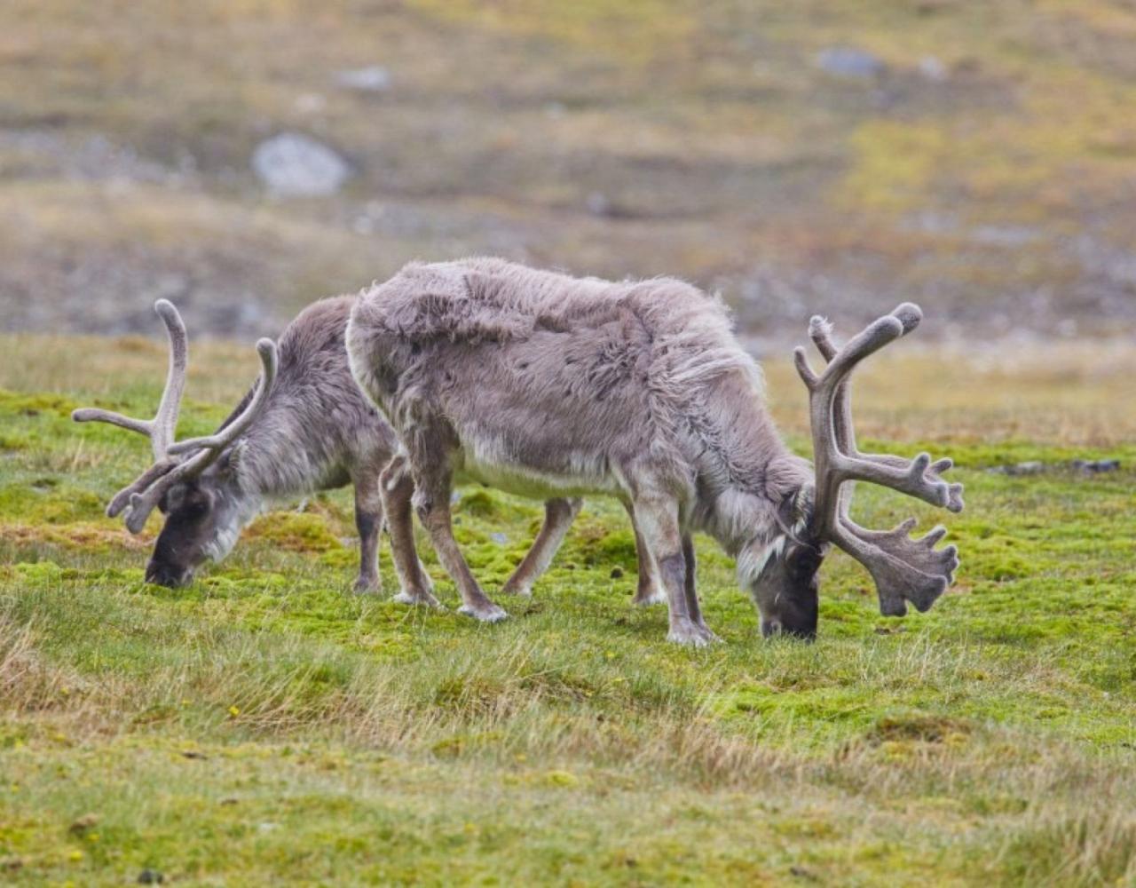 Birding Svalbard, Svalbard Nature, Spitsbergen, Bird watching Svalbard, Polar Region, Naturalist Journeys, Wildlife Tour, Wildlife Photography, Ecotourism, Specialty Birds, Birding Hotspot, Polar Bears