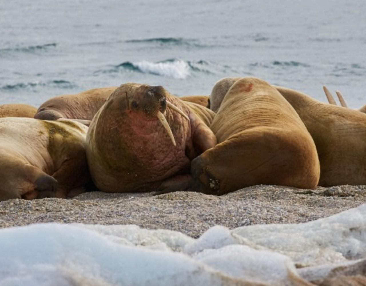 Birding Svalbard, Svalbard Nature, Spitsbergen, Bird watching Svalbard, Polar Region, Naturalist Journeys, Wildlife Tour, Wildlife Photography, Ecotourism, Specialty Birds, Birding Hotspot, Polar Bears