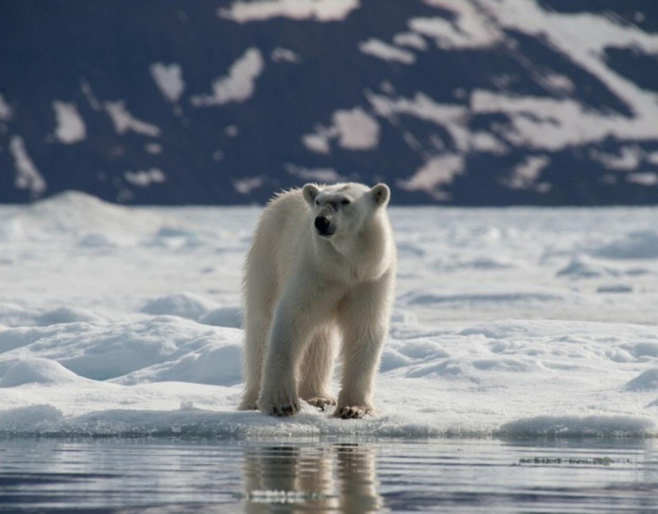 Birding Svalbard, Svalbard Nature, Spitsbergen, Bird watching Svalbard, Polar Region, Naturalist Journeys, Wildlife Tour, Wildlife Photography, Ecotourism, Specialty Birds, Birding Hotspot, Polar Bears