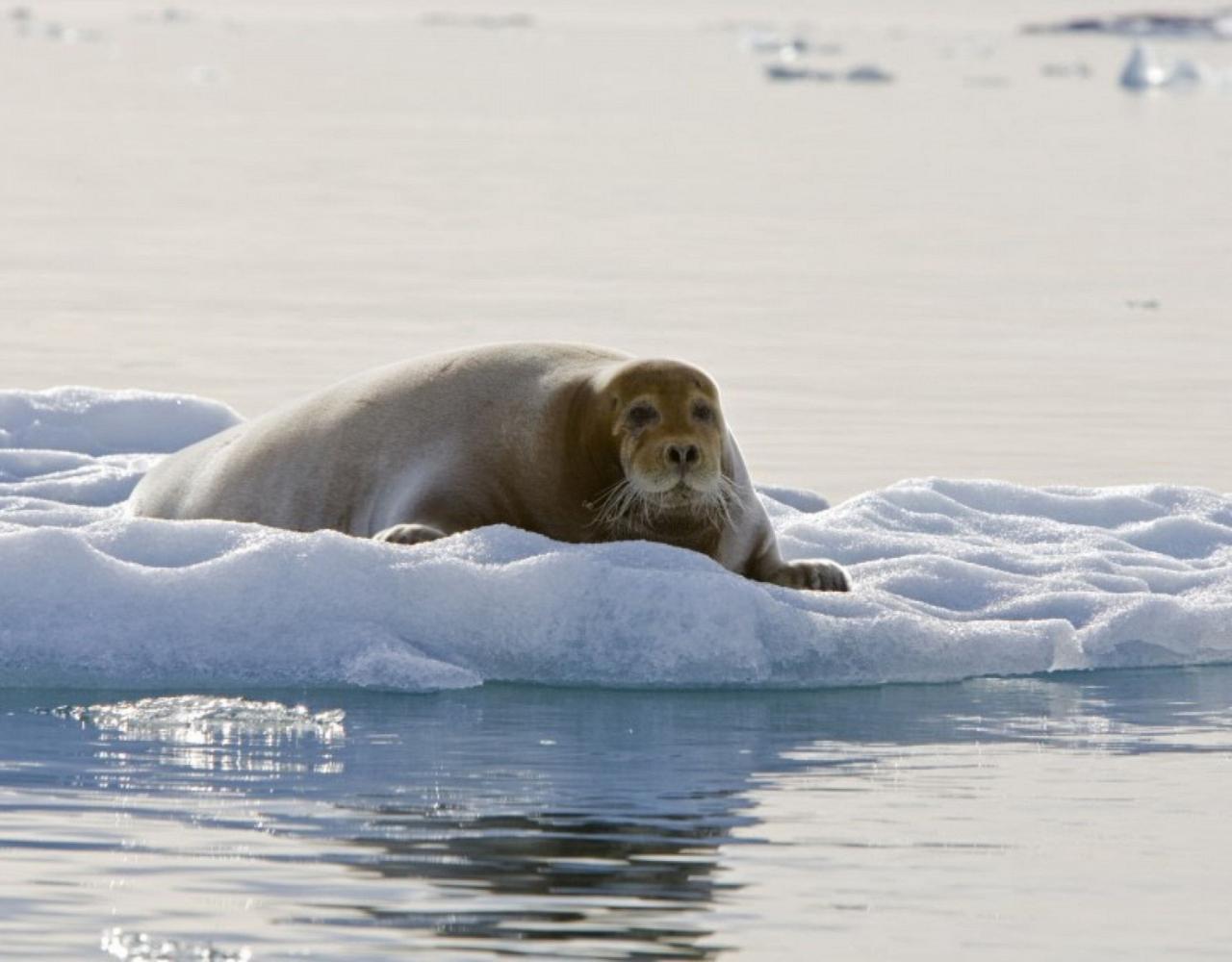 Birding Svalbard, Svalbard Nature, Spitsbergen, Bird watching Svalbard, Polar Region, Naturalist Journeys, Wildlife Tour, Wildlife Photography, Ecotourism, Specialty Birds, Birding Hotspot, Polar Bears