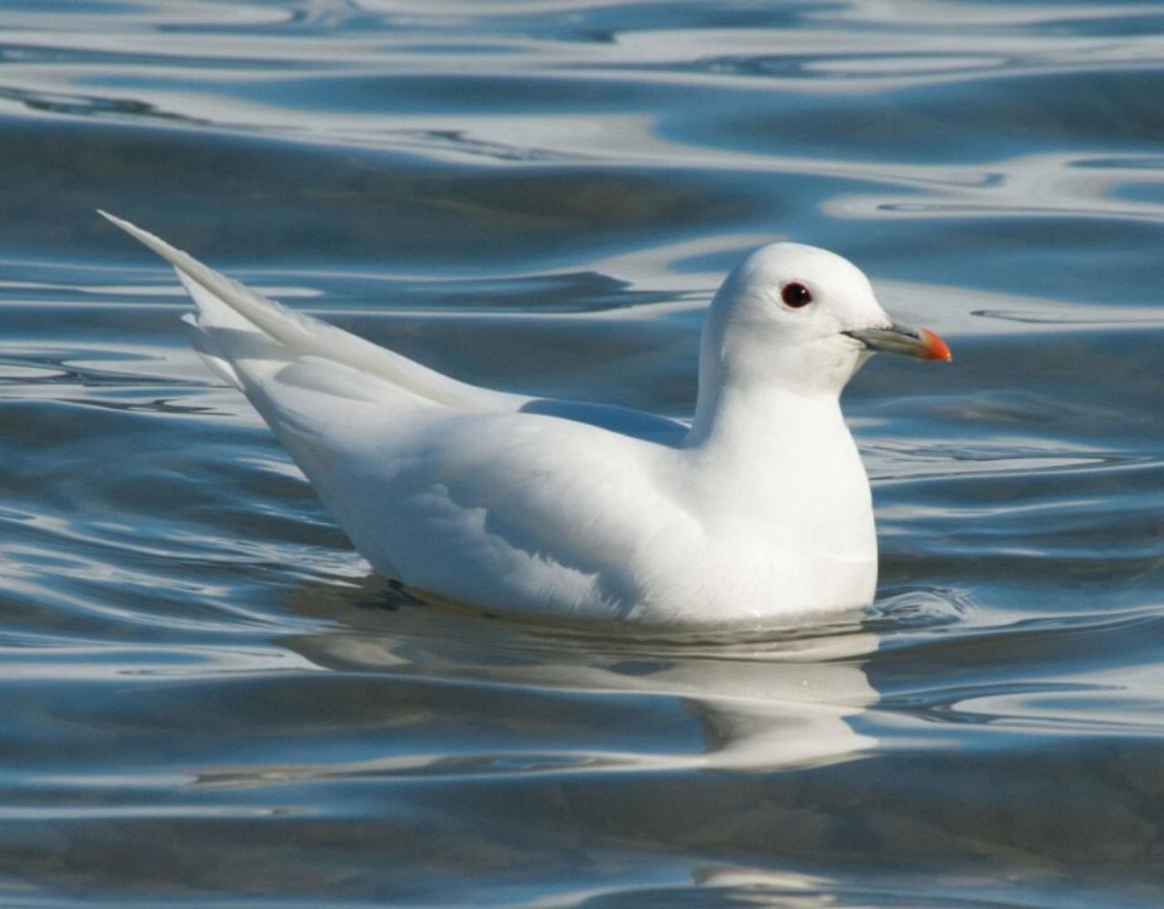 Birding Svalbard, Svalbard Nature, Spitsbergen, Bird watching Svalbard, Polar Region, Naturalist Journeys, Wildlife Tour, Wildlife Photography, Ecotourism, Specialty Birds, Birding Hotspot, Polar Bears