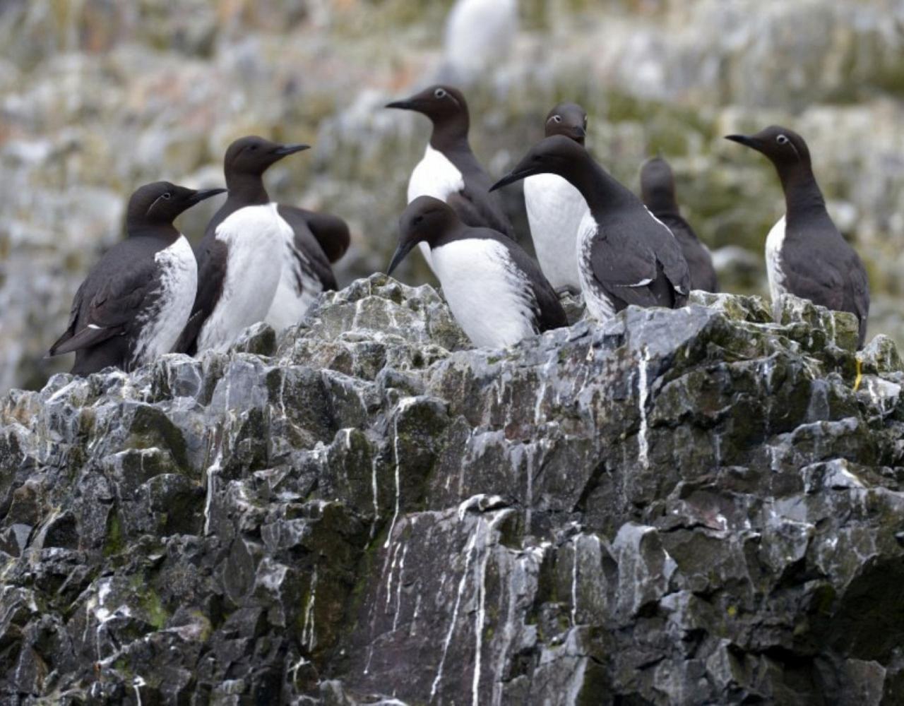 Birding Svalbard, Svalbard Nature, Spitsbergen, Bird watching Svalbard, Polar Region, Naturalist Journeys, Wildlife Tour, Wildlife Photography, Ecotourism, Specialty Birds, Birding Hotspot, Polar Bears