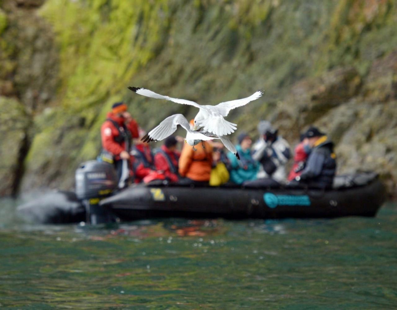 Birding Svalbard, Svalbard Nature, Spitsbergen, Bird watching Svalbard, Polar Region, Naturalist Journeys, Wildlife Tour, Wildlife Photography, Ecotourism, Specialty Birds, Birding Hotspot, Polar Bears