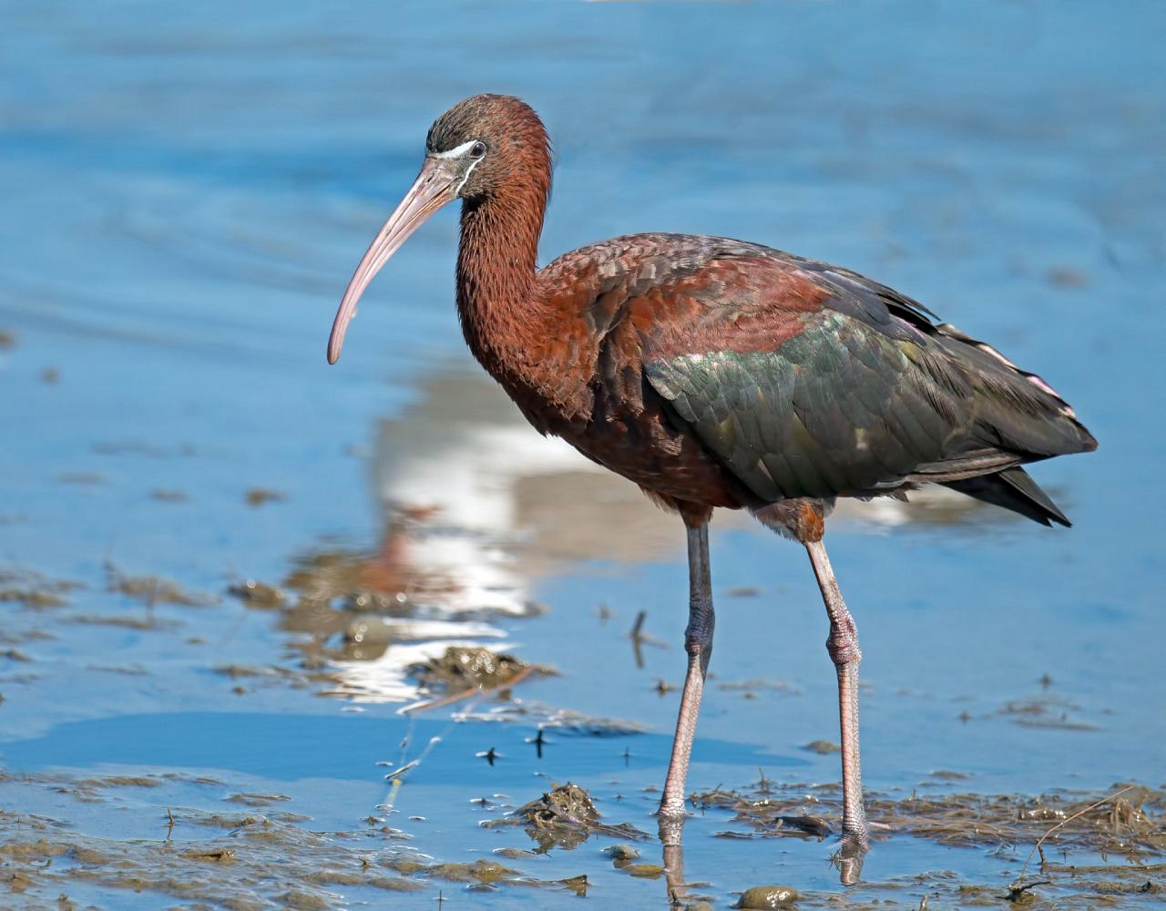 Birding Portugal, Portugal Nature, Bird watching Europe, Fall Migration, Naturalist Journeys, Wildlife Tour, Wildlife Photography, Ecotourism, Specialty Birds, Birding Hotspot, Lisbon, Alentejo