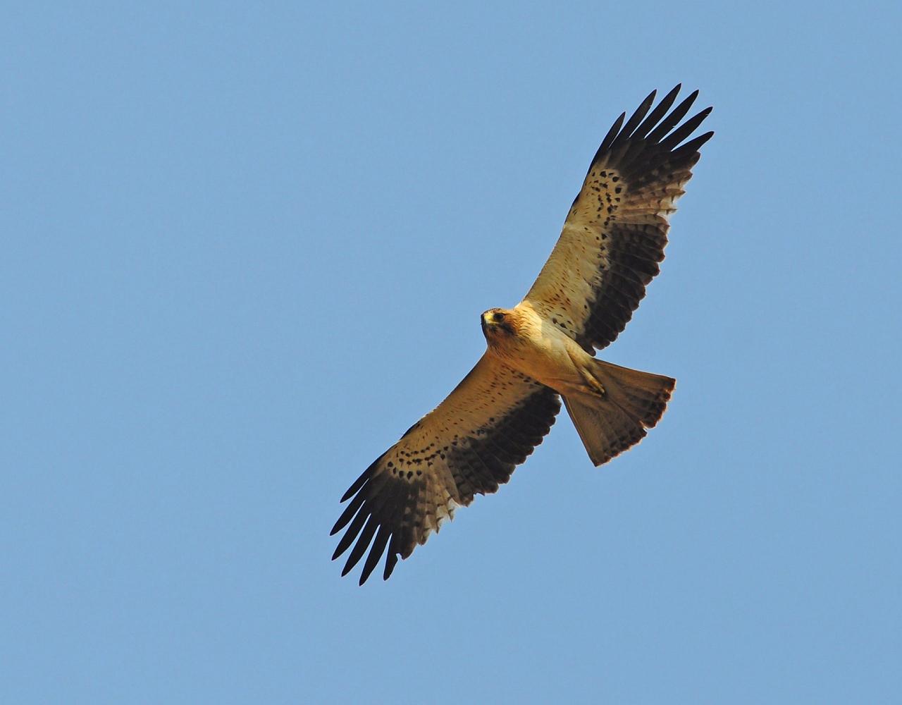 Birding Portugal, Portugal Nature, Bird watching Europe, Fall Migration, Naturalist Journeys, Wildlife Tour, Wildlife Photography, Ecotourism, Specialty Birds, Birding Hotspot, Lisbon, Alentejo